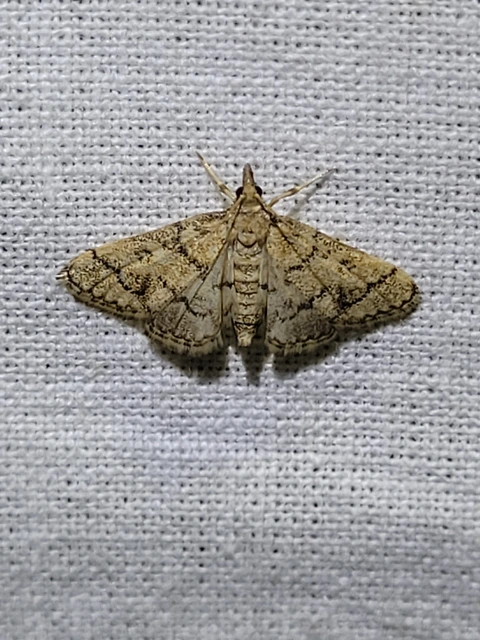 Metasia ophialis - kígyósávos tűzmoly