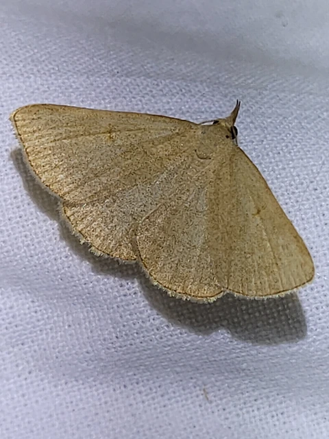 Paracolax tristalis - sárgás karcsúbagoly