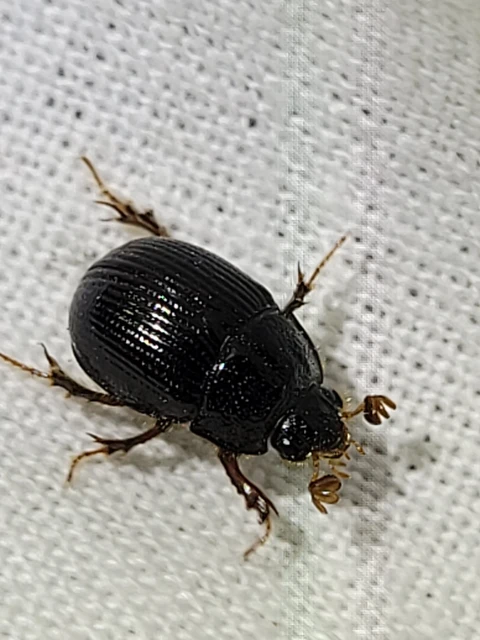 Odonteus armiger - mozgószarvú álganéjtúró