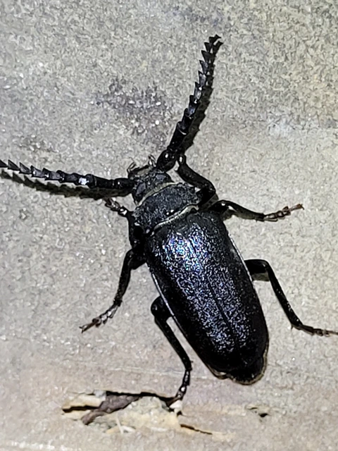 Prionus coriarius - csőszcincér