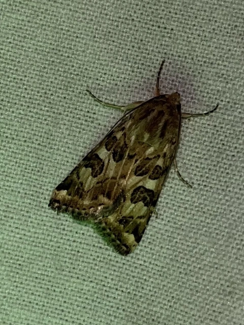 Protoschinia scutosa - tüskéslábú bagoly