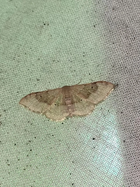 Idaea degeneraria - barnasávos araszoló