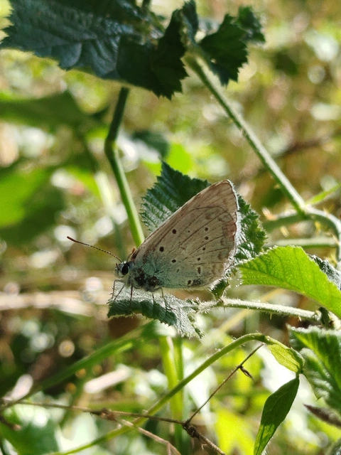 Polyommatus daphnis - csipkés boglárka