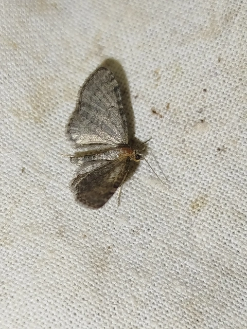 Eupithecia selinata - lápi törpearaszoló