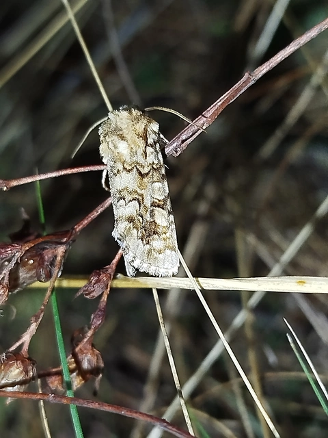 Hadena irregularis - homoki szegfűbagoly