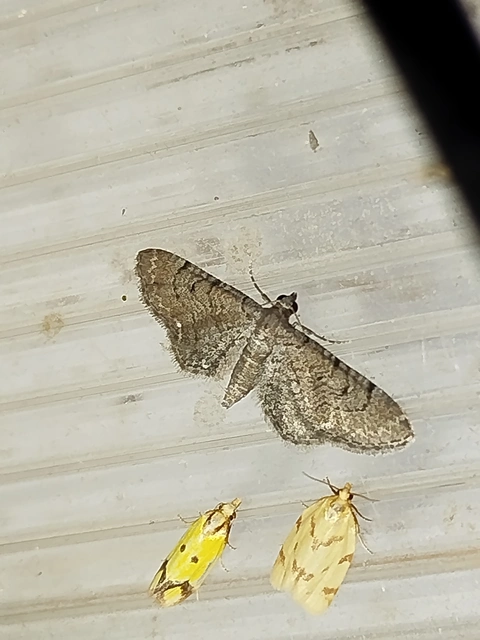 Eupithecia alliaria - budai törpearaszoló