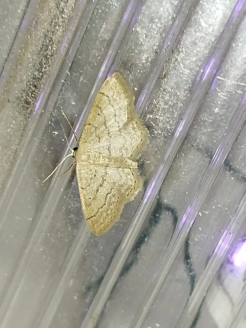Idaea obsoletaria rufularia - sárgás apróaraszoló