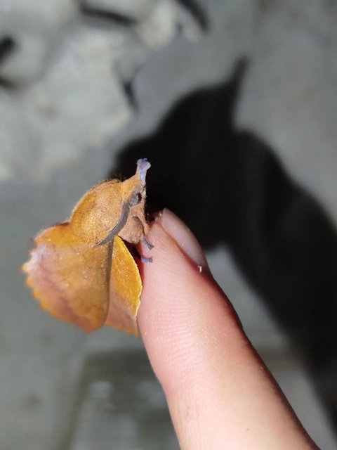 Gastropacha quercifolia - tölgylevélpohók