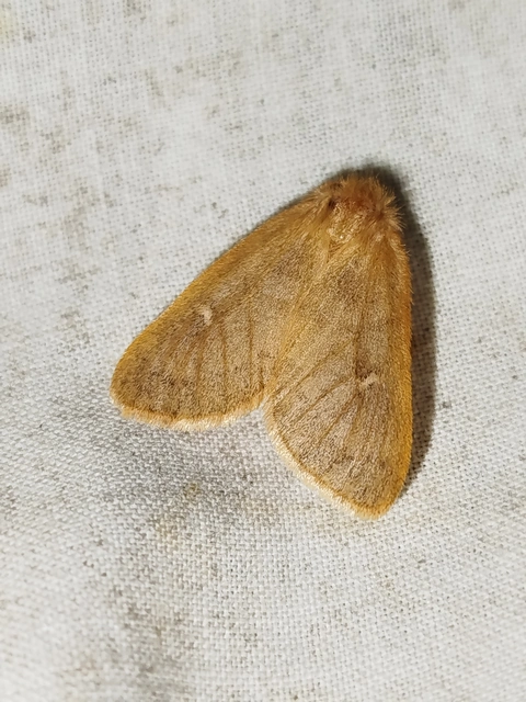 Ocneria rubea - rőt gyapjaslepke