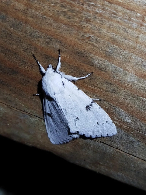 Acronicta leporina - fehér szigonyosbagoly