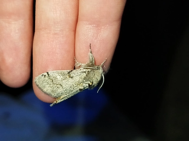 Gynaephora fascelina - vesszős szövő
