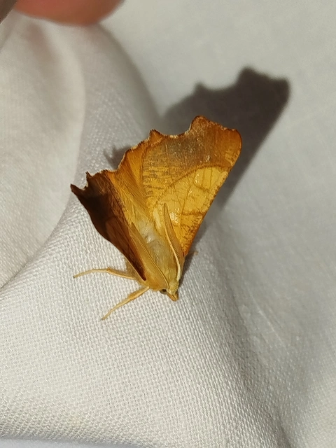 Ennomos fuscantaria - kőris-levélaraszoló