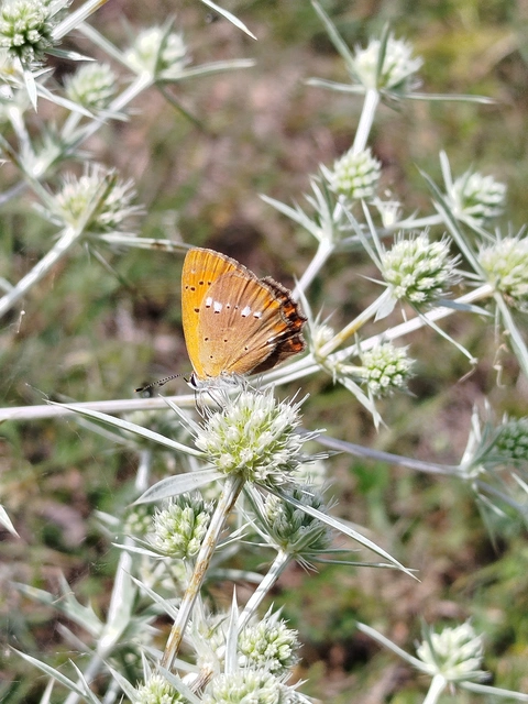 Lycaena virgaureae - arany-tűzlepke