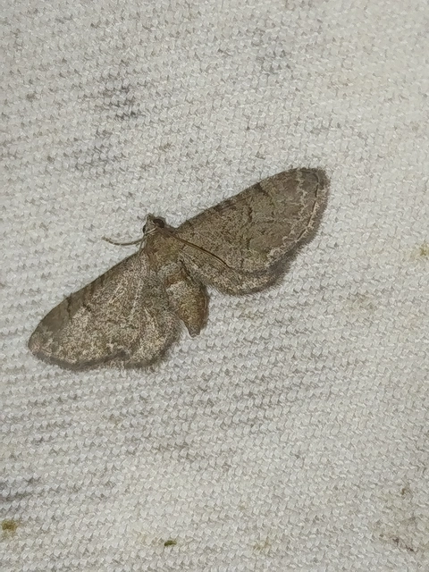 Eupithecia alliaria - budai törpearaszoló