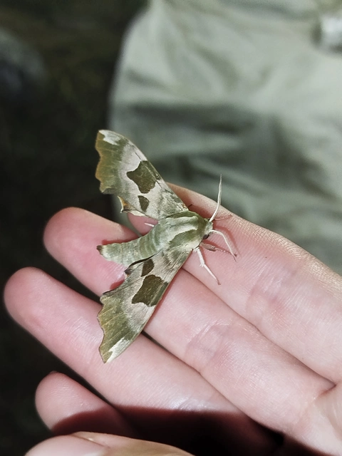 Mimas tiliae - hársfaszender