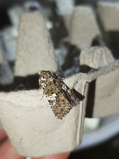 Hadena albimacula - fehérpettyes szegfűbagoly