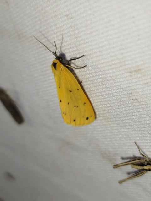 Setina irrorella - nagy molyszövő