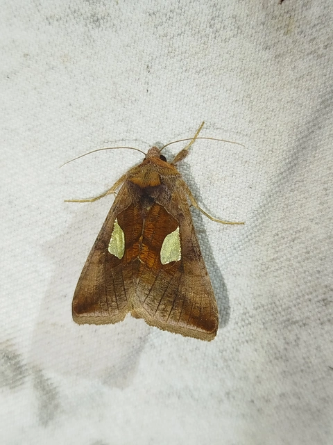 Autographa bractea - szélesfoltú aranybagoly