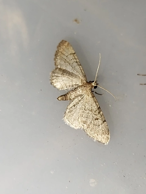 Eupithecia alliaria - budai törpearaszoló