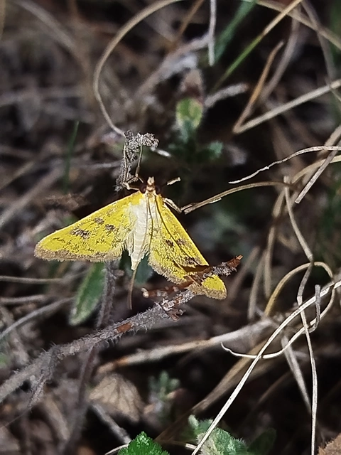 Mecyna trinalis - tetemtoldó-tűzmoly