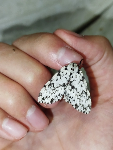 Lymantria monacha - apácalepke