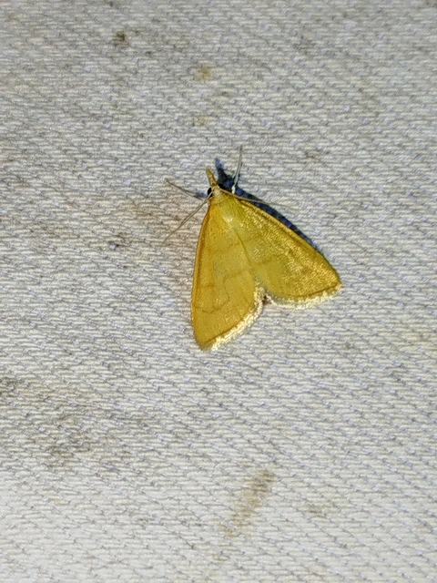 Anania crocealis - okkerszárnyú tűzmoly