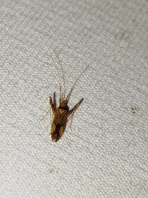 Phytocoris