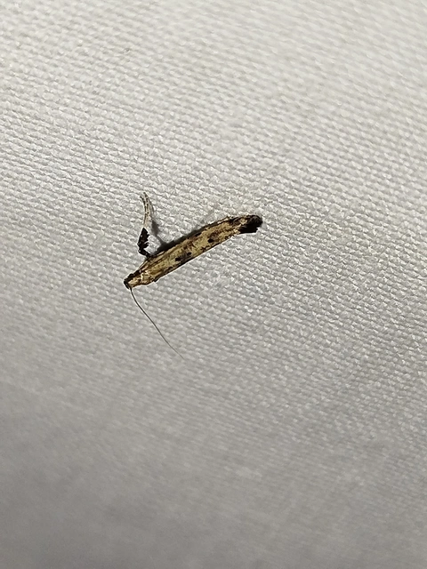 Caloptilia populetorum - nyírfa-keskenymoly