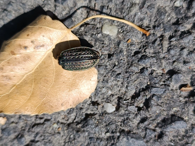 Carabus granulatus - mezei futrinka