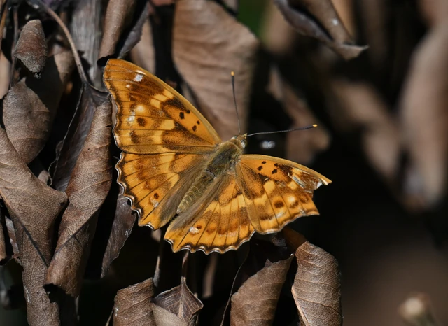 Apatura ilia - kis színjátszólepke