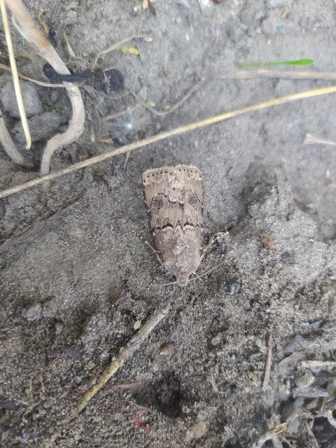 Agrotis bigramma - kétjegyű földibagoly