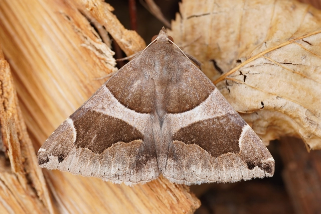 Dysgonia algira - déli porcelánbagoly