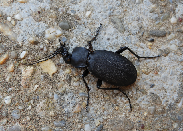 Carabus coriaceus - bőrfutrinka