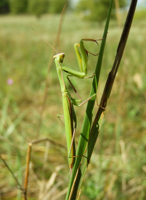 Mantodea - Fogólábúak