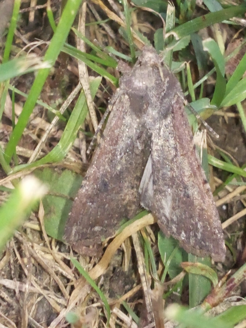 Peridroma saucia - vándor földibagoly
