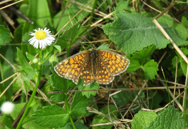 Melitaea athalia - közönséges tarkalepke