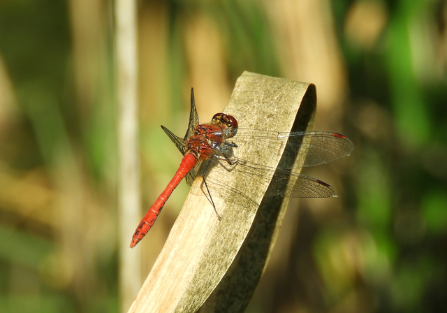Sympetrum sanguineum - vörös katona-szitakötő