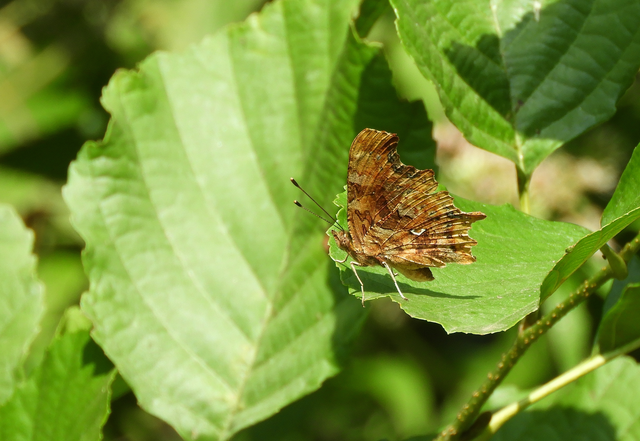 Nymphalis c-album - C-betűs lepke