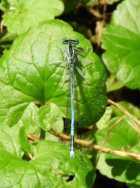 Platycnemis pennipes - széleslábú szitakötő