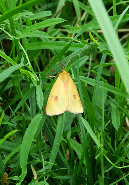Diacrisia sannio - vörösszélű medvelepke