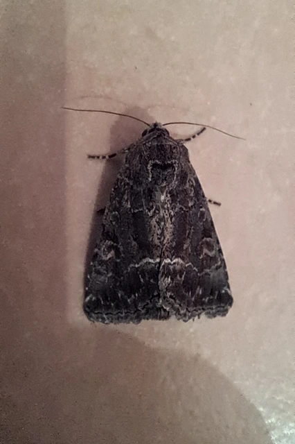 Thalpophila matura - fakó erdeibagoly