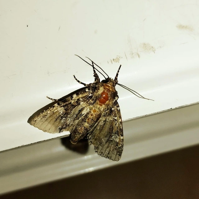Polymixis polymita - kankalin-tarkabagoly