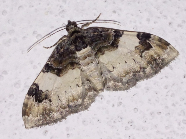 Catarhoe cuculata - csuklyás tarkaaraszoló