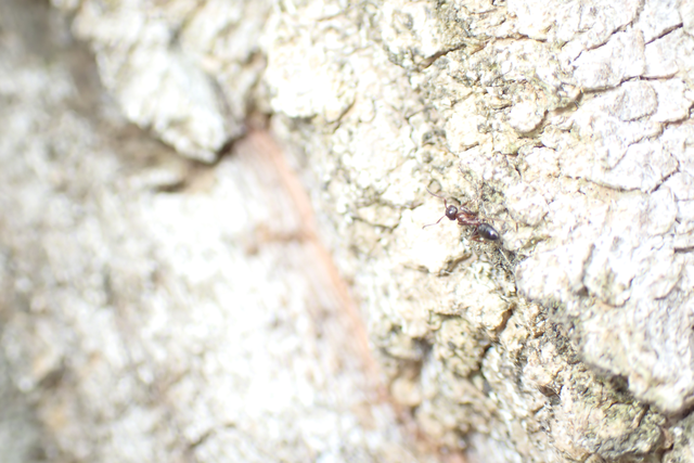 Colobopsis truncata - kapushangya