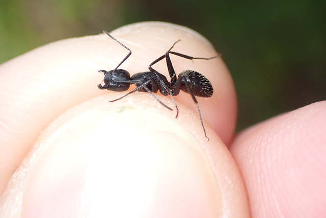 Camponotus vagus - fekete lóhangya