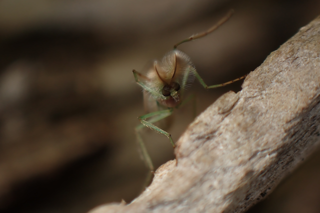 Chironomidae - árvaszúnyogok