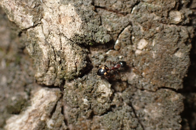 Dolichoderus quadripunctatus - négypettyes erdeihangya