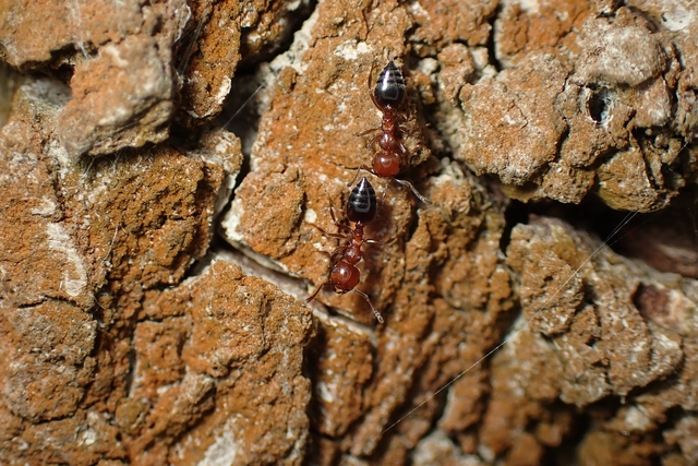 Crematogaster schmidti - vörös szívhangya