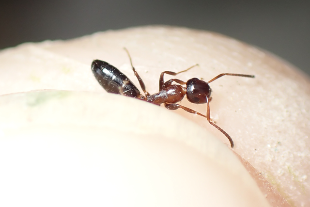 Colobopsis truncata - kapushangya