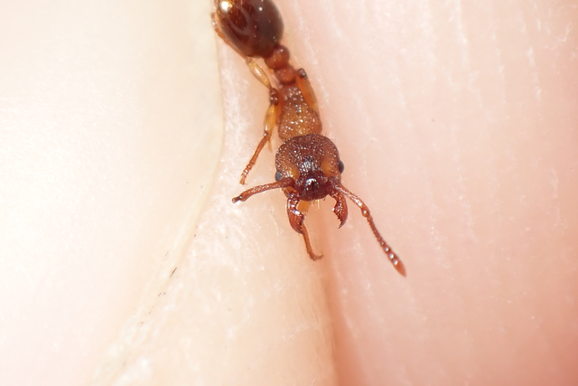 Myrmica sabuleti - gyakori bütyköshangya